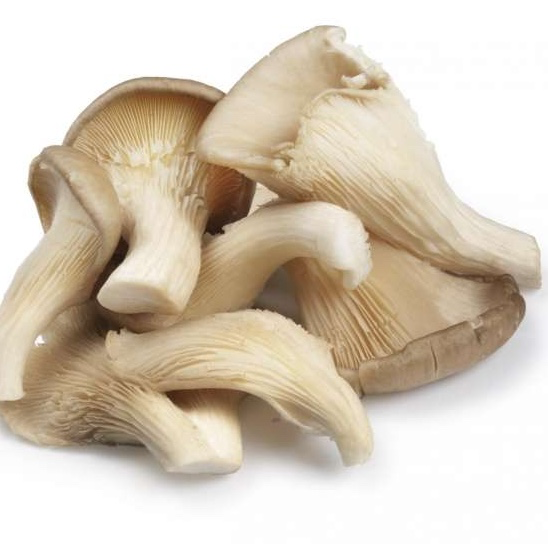 Champignon Pleurotes - 1 Ravier 500 Gr