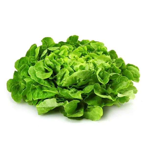 Salade Feuille de Chêne Verte - 1 Pièce