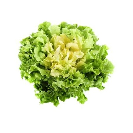 Salade Scarole - 1 Pièce