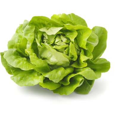 Salade de Laitue Pommée - 1 Pièce