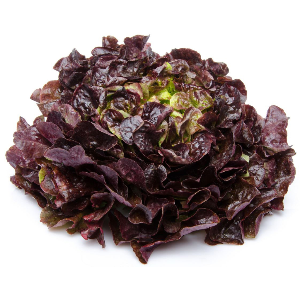 Salade Feuille de Chêne Rouge - 1 Pièce