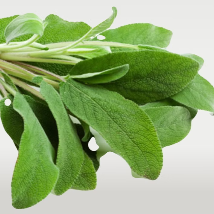 Botte de Sauge - 75 Gr