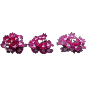 Fleur de Phlox Étoilé Bio - 15 Fleurs