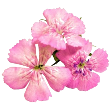 Fleur de Oeillet - 20 g