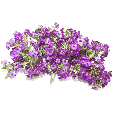 Fleur Alisium Violette - Barquette