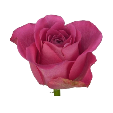 Fleur de Rose couleur rose - Barquette