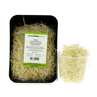 Germe Alfafa - 100 g