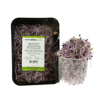 Germe de Chou Rouge - 50 g