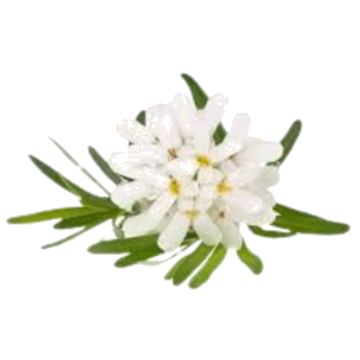 Fleur Iberis Blanc Bio